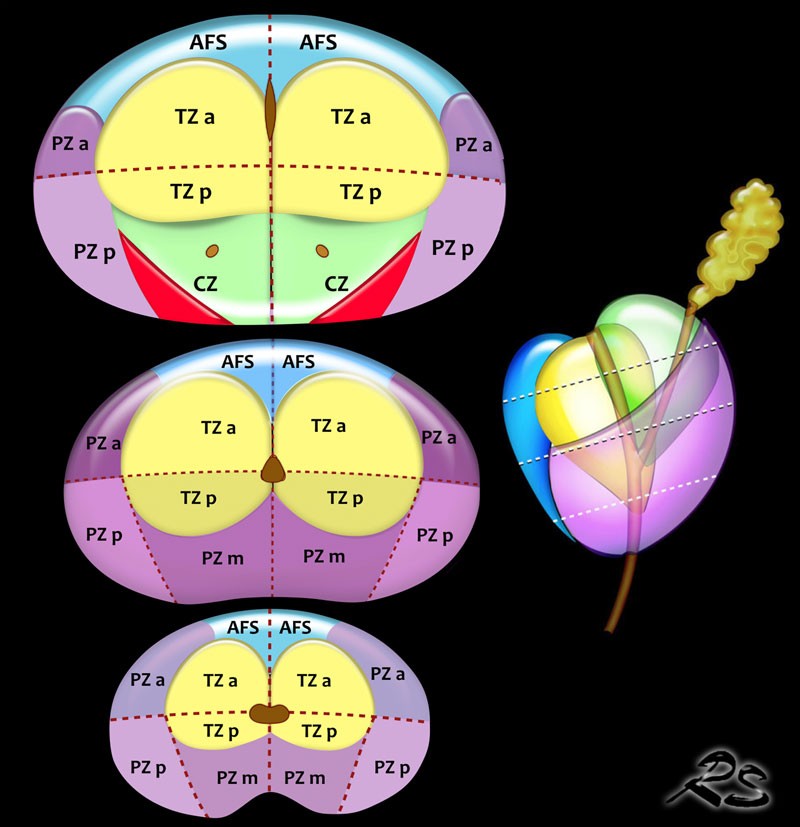 PI-RADS v2.1 prostate sector map